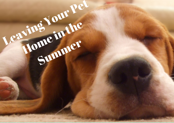 Leaving Your Pet Home in the Summer