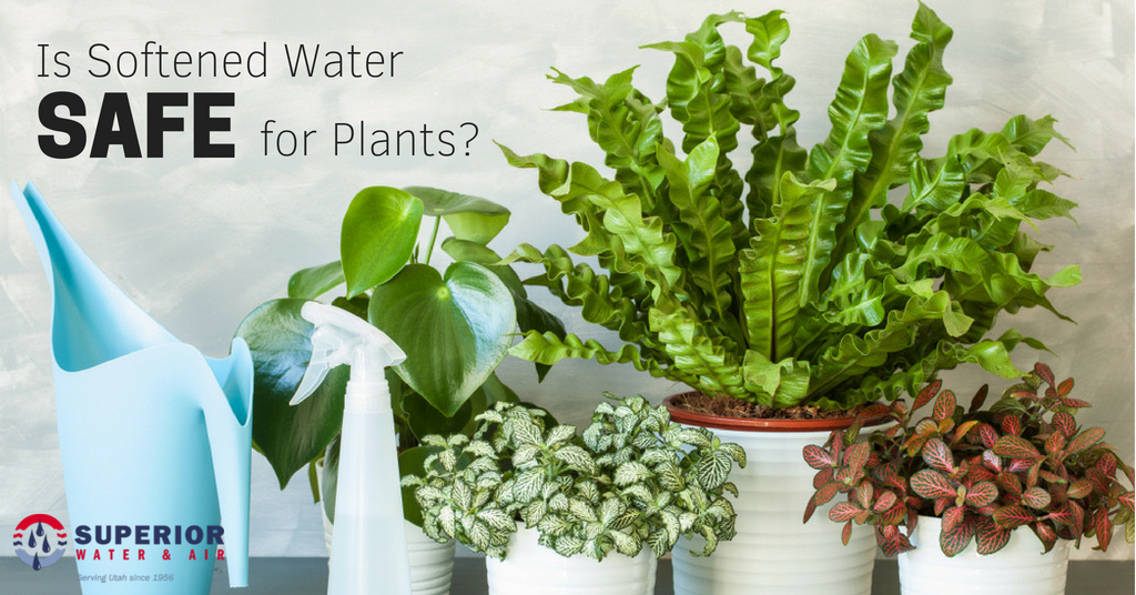 Is Softened Water Safe for Plants?